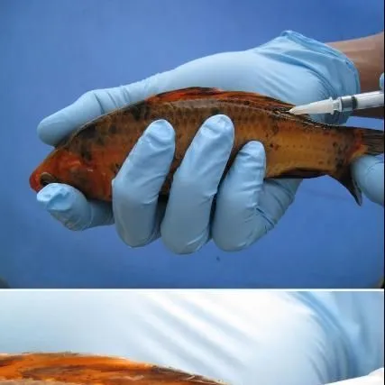 thumbnail for publication: Use of Ovaprim® in Finfish Aquaculture